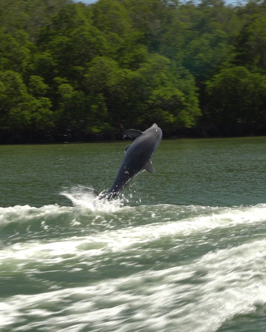 Dolphin breaching alongside a Smallwood Store boat tour in Southwest Florida, captured by Premier Media Services